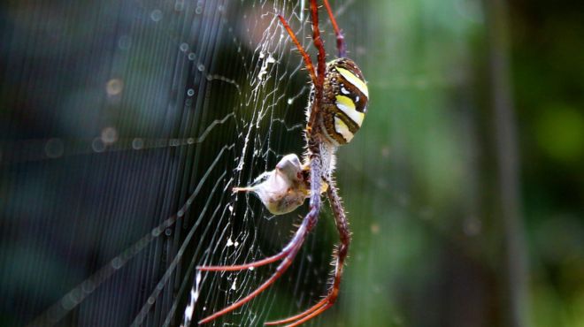 spider catching another insect on the web