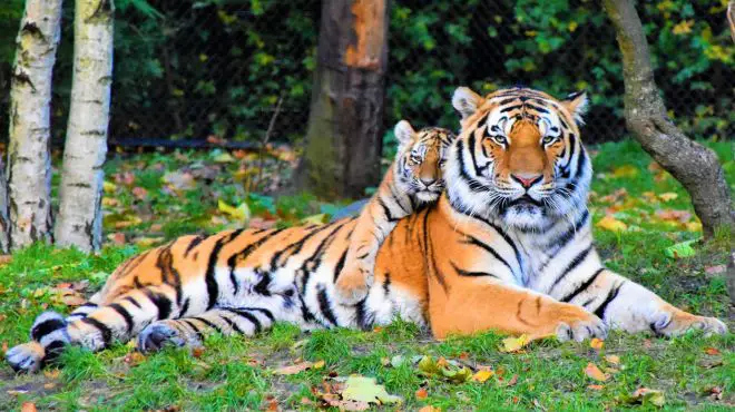 women dream about a baby tiger hugging another tiger