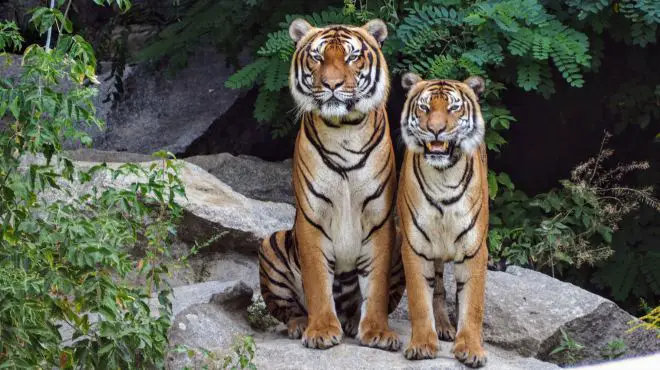 two friendly tigers