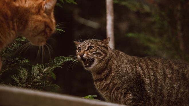 man dream of cats fighting in outside of his house
