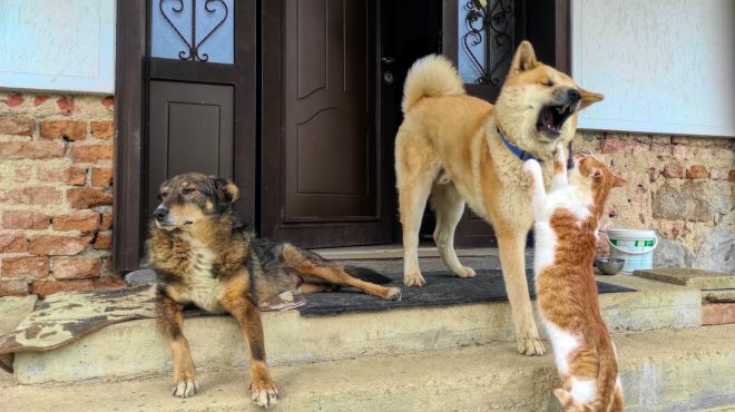 women dream of her cats fighting with street dogs