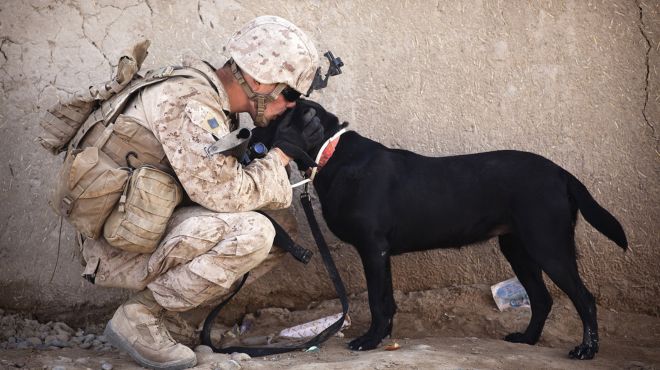 serviceman dream of helping a dog