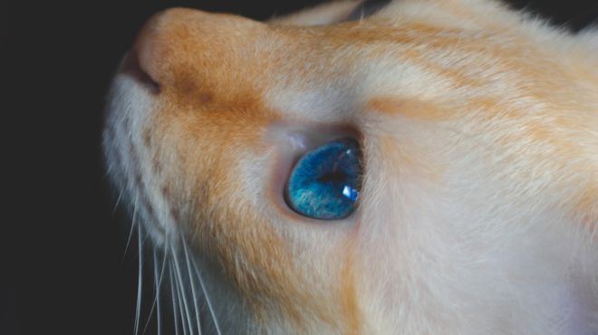 cat has a light blue eyes