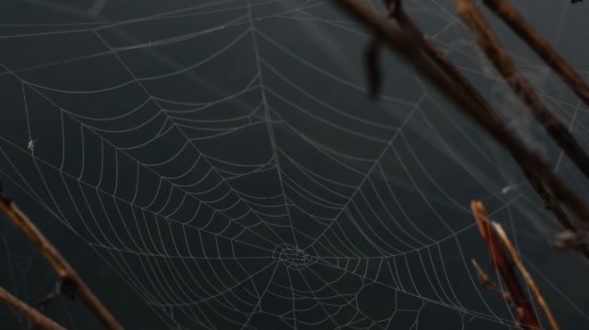 spider web in dreams
