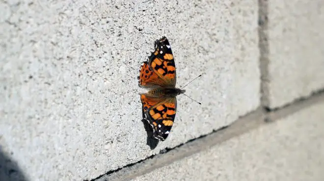 a butterfly on a wall