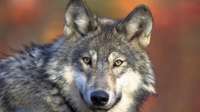 grey wolf with a innocent look