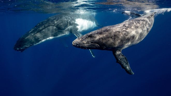 divers dreams of whales trying to eat them